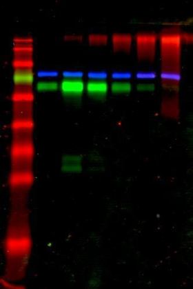 Fluorescent Labeling in Vitro